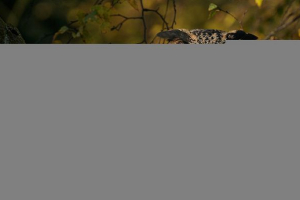 Kako izgleda filin, njegovo stanište, hrana i reprodukcija