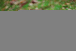 Što izgleda kao jazavac?