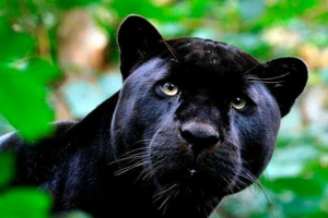 Što vode crn panther? Što vode crn panther?