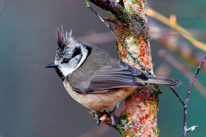 Kako izgleda sjajna sjajna sjajna i kakav način života vodi? Kako izgleda sjajna sjajna sjajna i kakav način života vodi?