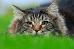 Što izgledati norveške šumske mačke i kako se brinuti za njih? Što izgledati norveške šumske mačke i kako se brinuti za njih?