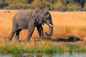 Što slonovi izgledaju kao različite pasmine i njihovo stanište Što slonovi izgledaju kao različite pasmine i njihovo stanište