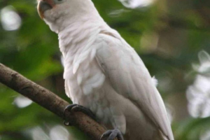 Cockada vara ili temporada Cockada vara ili temporada