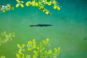Kakvu vrstu ribe nalazi se u tijelima slatke vode rusije - popisa, karakteristikama i fotografijama Kakvu vrstu ribe nalazi se u tijelima slatke vode rusije - popisa, karakteristikama i fotografijama