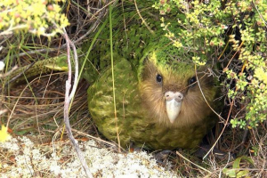 Kakapo - aboridžinski novi zeland
