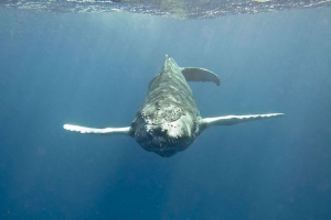 Što su kina Što su kina