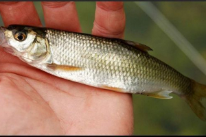 Koje su vrste shemai? Koje su vrste shemai?