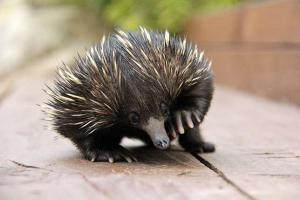 Što sisavci polažu jaja? Što sisavci polažu jaja?