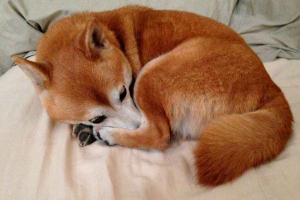 Koje su pasmine pasa poput lisica - popis, karakteristike i fotografije