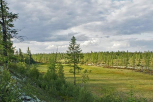 Koje biljke rastu u fercunderu? Koje biljke rastu u fercunderu?