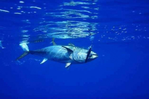 Što su ribe najbrži u svijetu