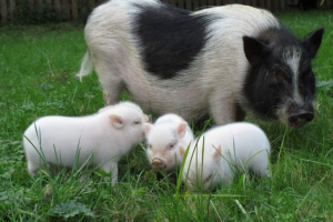 Što nedostaci mini-bodova? Što nedostaci mini-bodova?