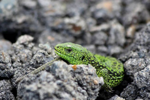 Koje životinje pripadaju gmazu? Koje životinje pripadaju gmazu?