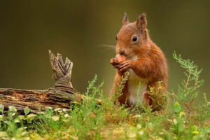 Koji su lanci hrane? Koji su lanci hrane?