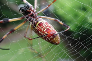 Što značaj u životu pauka ima web? Što značaj u životu pauka ima web?