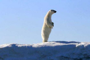 Koja veličina i težina polarnog medvjeda?