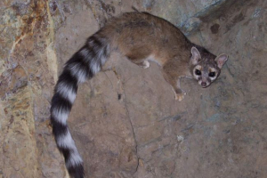 Kakumitili - rođen u sjevernoj americi