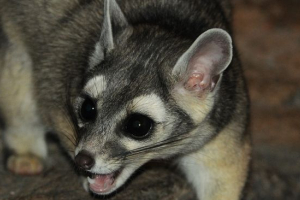 Kakomitili Kakomitili