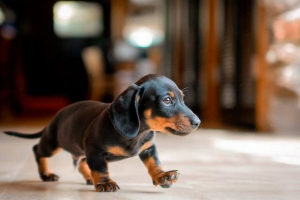 Kakav je pas bolje početi u stanu? Kakav je pas bolje početi u stanu?