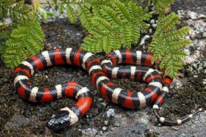 California royal snake - foto motion reptile