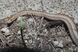 California break: opis, život, aza sadržaj California break: opis, život, aza sadržaj