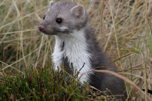 Kamen činnik - fleksibilan i nebo posjet Kamen činnik - fleksibilan i nebo posjet