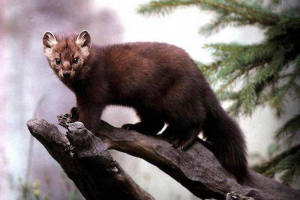 Kamen kuna Kamen kuna