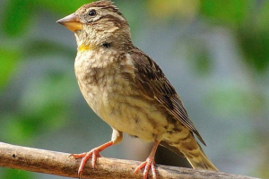 Kamen vrapcov - ptica, tako za razliku od rodbine Kamen vrapcov - ptica, tako za razliku od rodbine