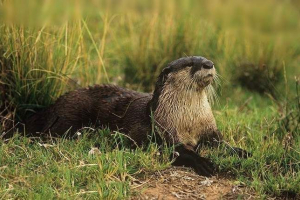 Kamelonijska nepokretna vidra - rijetka životinja Kamelonijska nepokretna vidra - rijetka životinja