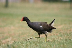 Pokret ili močvarna piletina - što znamo o njoj?