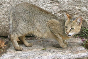 Reed cat - domaći ljubimac ili divlje životinje?