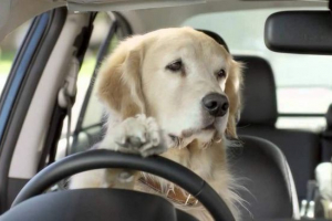 Kanadski psi oteli auto Kanadski psi oteli auto