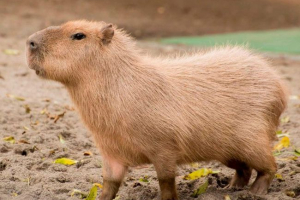 Kapibara Kapibara