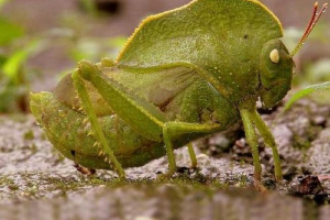 Hood grasshopper - tropska freck Hood grasshopper - tropska freck