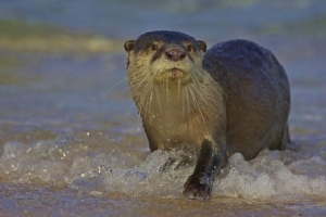 Prestanak kapele - životinja s pahuljastom krzno Prestanak kapele - životinja s pahuljastom krzno