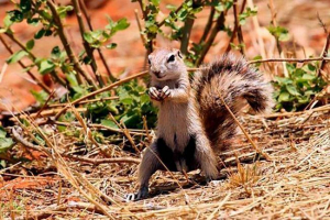 Rt zemljana vjeverica Rt zemljana vjeverica