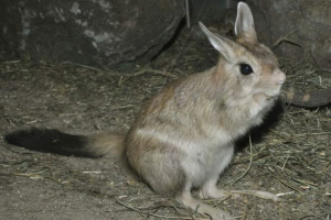 Kapsky dragon i njegove značajke
