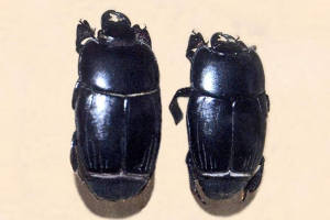 Karapusik - beetle s neprobojnim oklopom Karapusik - beetle s neprobojnim oklopom