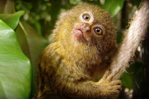 Patuljak igračka - sitan akrobat Patuljak igračka - sitan akrobat