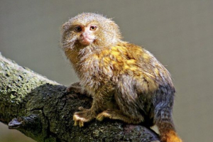 Patuljak i igračka (marblest)