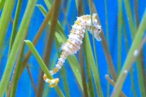 Patuljak morski konk - podvodni prototip šahovskih figura Patuljak morski konk - podvodni prototip šahovskih figura