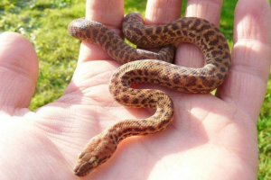 Patuljak python iz australije: staništa, fotografije Patuljak python iz australije: staništa, fotografije