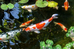 Karp koi