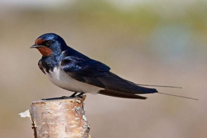 Zajebavati ili rustikalne gutanja