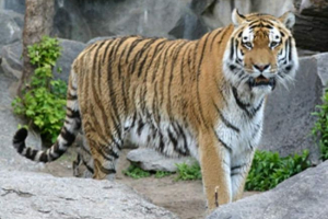 Kaspijski tigar - grozny grabator koji je umro u borbi s ljudima Kaspijski tigar - grozny grabator koji je umro u borbi s ljudima