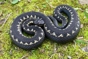 Kavkazijska zmija (vajuk kamekovi)