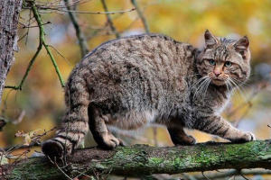 Kavkaska šumska mačka - opis, stanište i navike Kavkaska šumska mačka - opis, stanište i navike