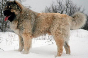 Kavkaski pastir Kavkaski pastir