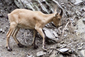 Kavkaska tura - zaštita životinja