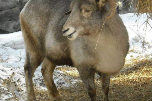 Kazahstana planina baran - arhar